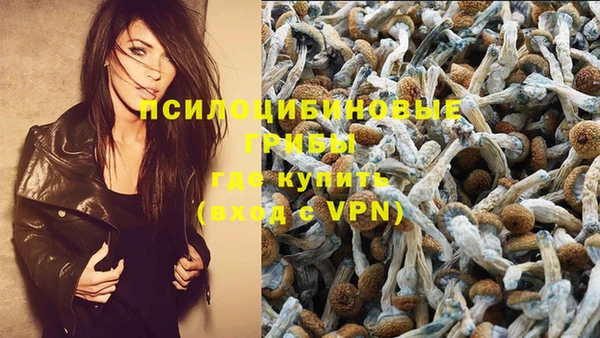 прущие грибы Абинск
